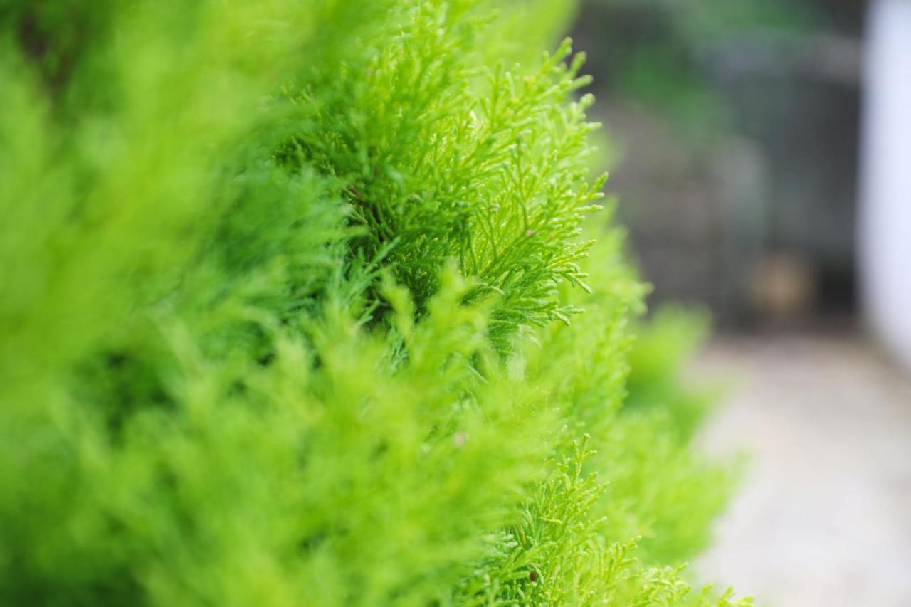 Tamarisk, Port Isaac Bay Holidays 外观 照片